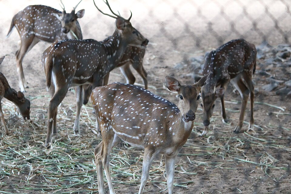 Guindy National Park